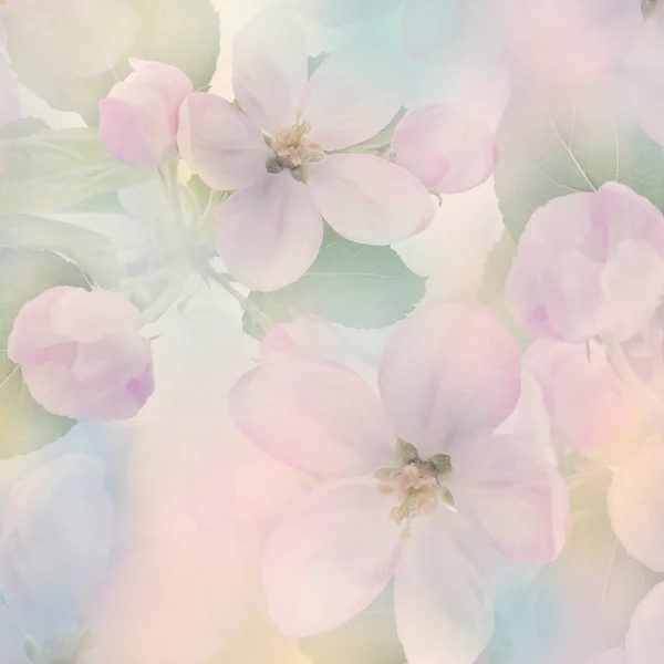 Pink Apple Tree Flowers Close Background — Stock Photo, Image