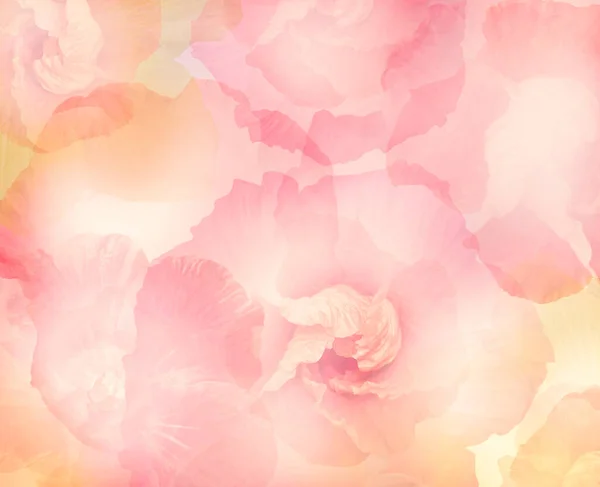 Abstract Hibiscus Flores Para Fundo Foco Suave — Fotografia de Stock