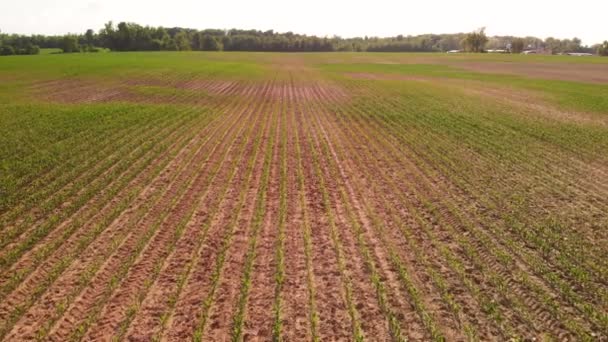 Vol Drone Bas Dessus Champ Maïs Les Terres Agricoles Amérique — Video