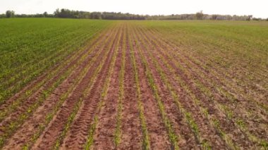 Mısır tarlası üzerinde alçak İHA uçuşu. Amerika 'da tarım arazileri.