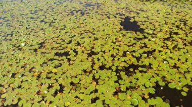 Nilüfer çiçekli gölet manzarası