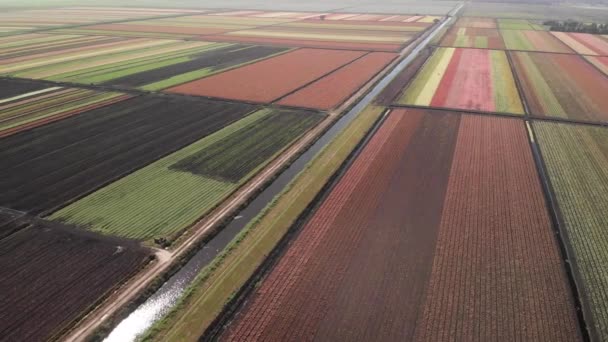 Vue Aérienne Champs Ferme Colorés Fermes Caladium — Video