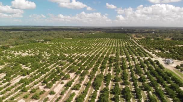 Luchtfoto Van Sinaasappelboomgaard Landbouw Florida — Stockvideo