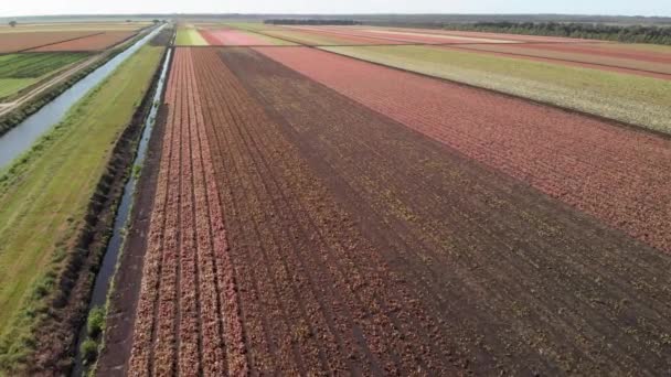 カラフルな農場フィールドの空中ビュー カラジウム農場 — ストック動画