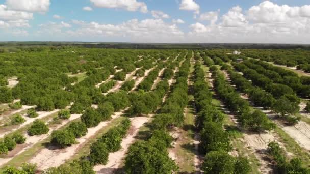Luchtfoto Van Sinaasappelboomgaard Landbouw Florida — Stockvideo