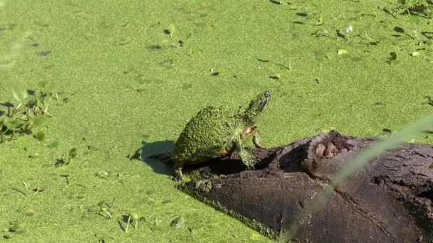 Tortuga Florida Pantano Tortuga Tomando Sol Tronco — Vídeos de Stock