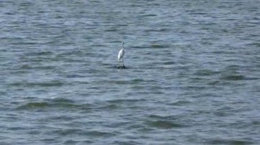 Florida gölünde Büyük Akbalıkçıllar