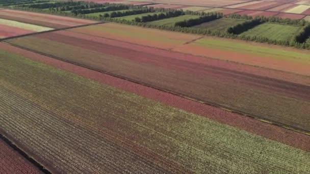 Vue Aérienne Champs Ferme Colorés Fermes Caladium — Video