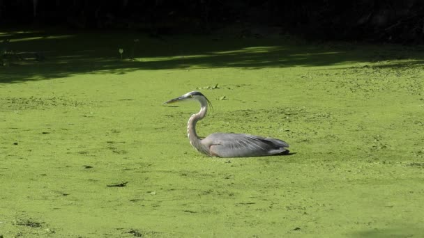 Gran Pesca Garza Azul Pantano — Vídeos de Stock