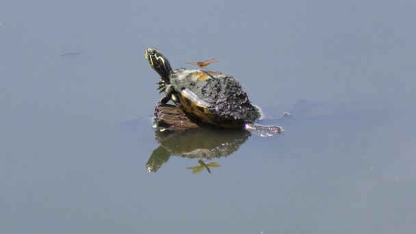 Küçük Kaplumbağa Yusufçuk Bir Kütükte Güneşleniyor — Stok video