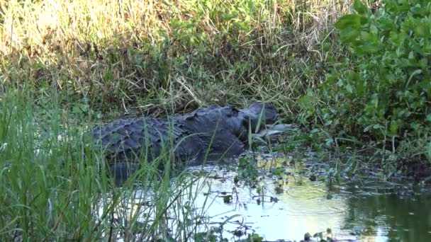 Duży Aligator Żółwiem Szczękach Floryda Dzika Przyroda — Wideo stockowe