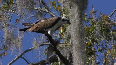 Balıkbalığı büyük bir balıkla beslenir. Florida sulak alanları.