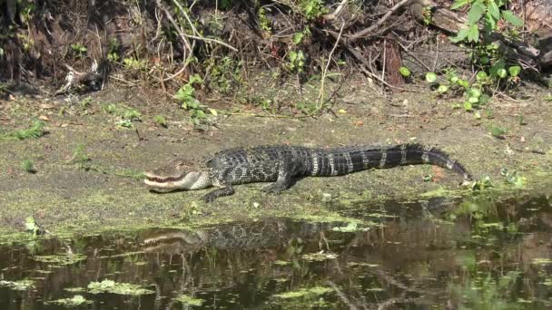 jeune alligator soleil près de l'étang