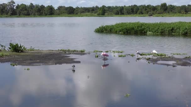 Vögel Floridas Feuchtgebieten Wildtiere Florida — Stockvideo