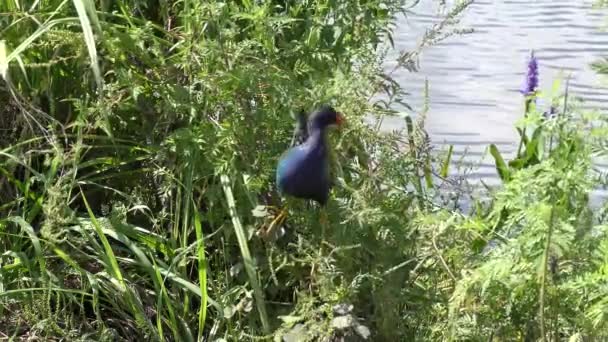 Mor Gallinule Florida Nın Sulak Alanlarındaki Tohumlarla Beslenir — Stok video