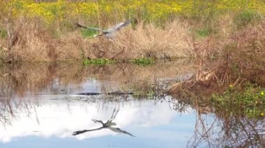 Büyük mavi balıkçıl timsahtan uzağa uçar. Florida Vahşi Hayatı.
