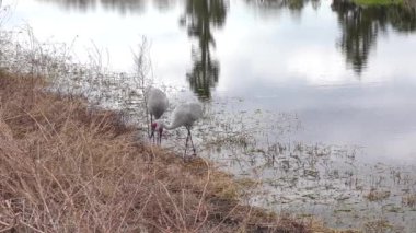 Florida 'nın sulak alanlarında kum tepesi turnaları