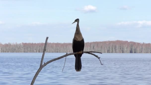 Anhinga Samica Siedząca Mokradłach — Wideo stockowe