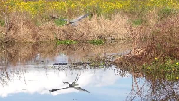 Grande Airone Blu Vola Dall Alligatore Florida Fauna Selvatica — Video Stock