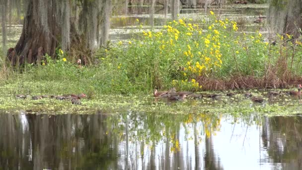 Canards Siffleurs Ventre Noir Dans Les Zones Humides Floride — Video