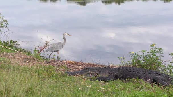 Αλιγάτορας Και Μεγάλος Μπλε Ερωδιός Κοντά Στη Λίμνη Της Φλόριντα — Αρχείο Βίντεο