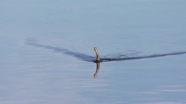 Anhinga bir gölde yüzer. Florida Vahşi Hayatı.