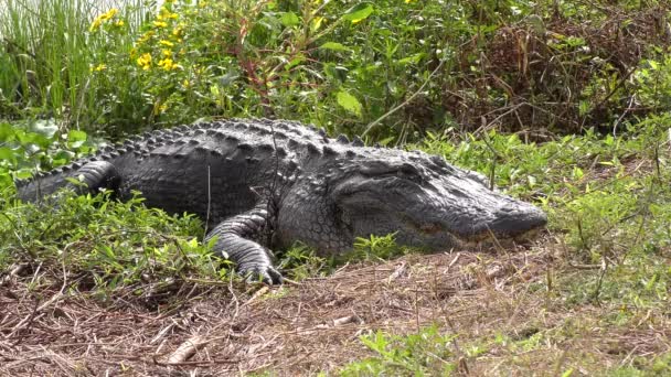 Grote Alligator Rust Buurt Van Het Meer — Stockvideo