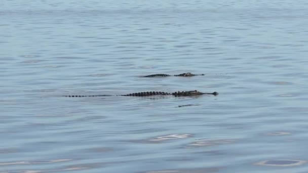 Dos Caimanes Nadan Lago Vida Silvestre Florida — Vídeos de Stock