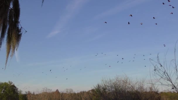 Czarnobrzuchate Gwiżdżące Kaczki Zachodzie Słońca Tereny Podmokłe Florydy — Wideo stockowe