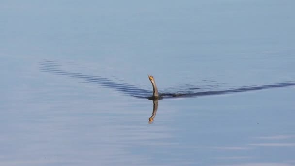 Anhinga鸟在湖中游泳 佛罗里达野生动物 — 图库视频影像
