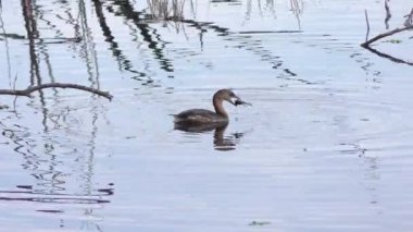 Pied-bill Grebe Florida sulak alanlarında balık düşürüyor.