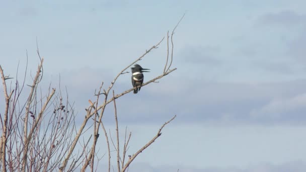 Belted Kingfisher Posado Contra Cielo Los Humedales Florida — Vídeos de Stock