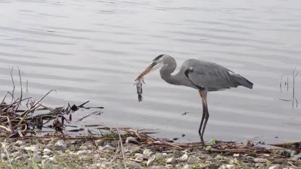 Grande Garça Azul Com Peixe Perto Lago — Vídeo de Stock