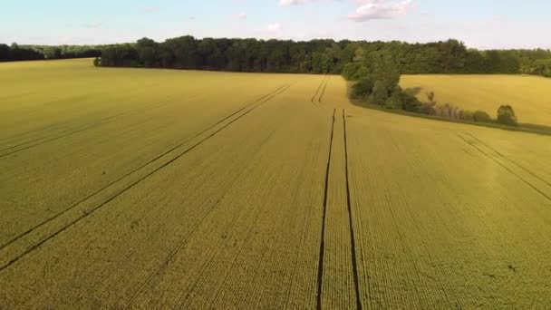 Vista Aérea Del Campo Con Campo Trigo Agricultura Americana — Vídeos de Stock