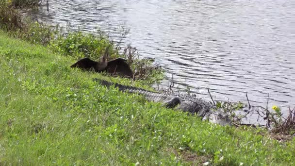 Anhinga Kuşu Timsah Göl Kenarında Florida Vahşi Hayatı — Stok video