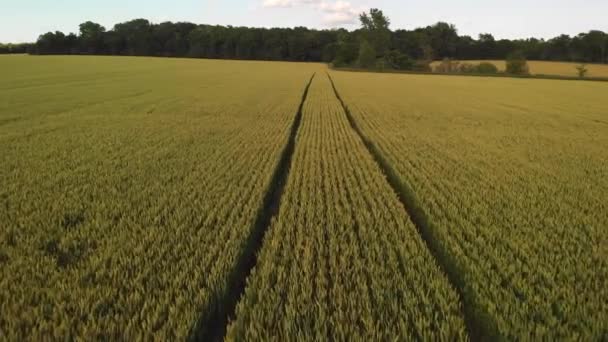 Вид Сверху Сельскую Местность Пшеничным Полем Американское Сельское Хозяйство — стоковое видео