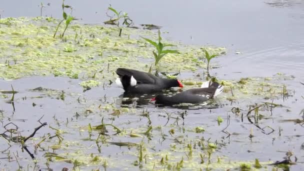 Gewöhnliche Gallinule Vögel Einem See Florida Vögel — Stockvideo