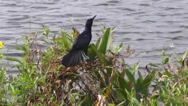 Loď Sledoval Grackle Krmí Brouky Blízkosti Jezera Florida — Stock video