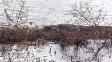 Florida sulak alanlarında gün batımında dinlenen büyük timsah.