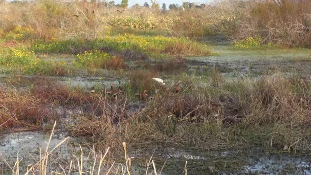 Marais Floride Avec Aigrette Canards Siffleurs Ventre Noir Floride Oiseaux — Video