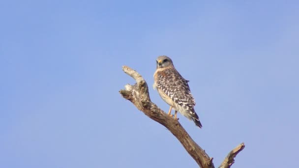 Rotschulterfalke Auf Einem Ast Vor Blauem Himmel — Stockvideo