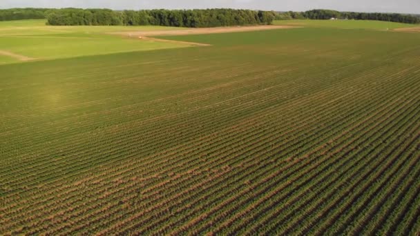 Vue Aérienne Des Terres Agricoles Avec Des Champs Pommes Terre — Video