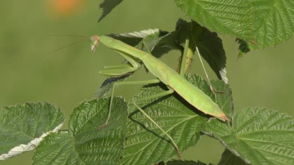 Grön Bönsyrsa Växt Som Letar Efter Insekter Att Fånga — Stockvideo