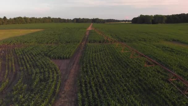 夕暮れ時にスプリンクラーとトウモロコシ畑の空中ビュー — ストック動画