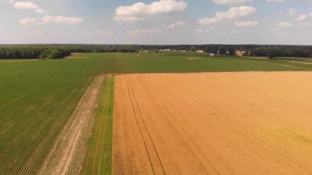 Vista Aérea Los Campos Maíz Trigo Agricultura Americana Paisajes Rurales — Vídeos de Stock