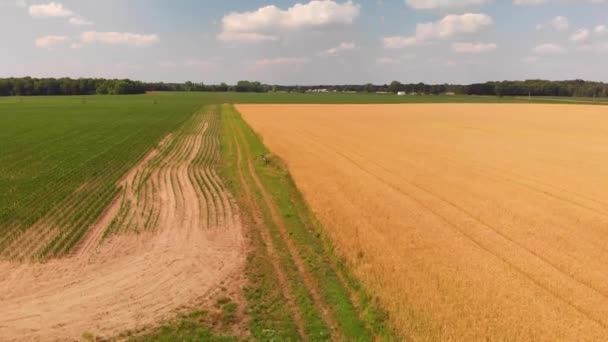 Vue Aérienne Des Champs Maïs Blé Agriculture Américaine Paysages Ruraux — Video