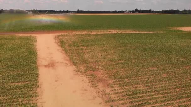 トウモロコシ畑の農業用スプリンクラーの空中ビュー アメリカの農業 — ストック動画