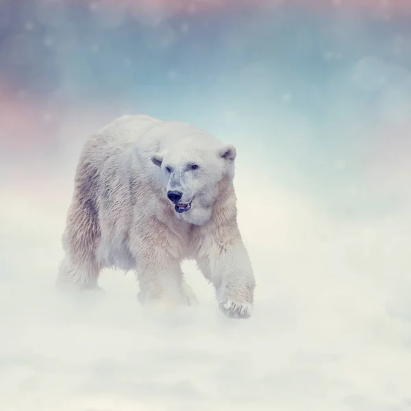 Grande Urso Polar Andando Neve — Fotografia de Stock