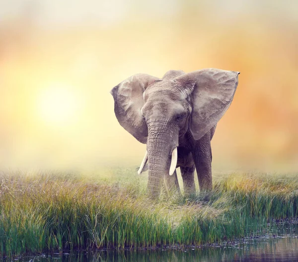 Elefante Africano Perto Água Pôr Sol — Fotografia de Stock
