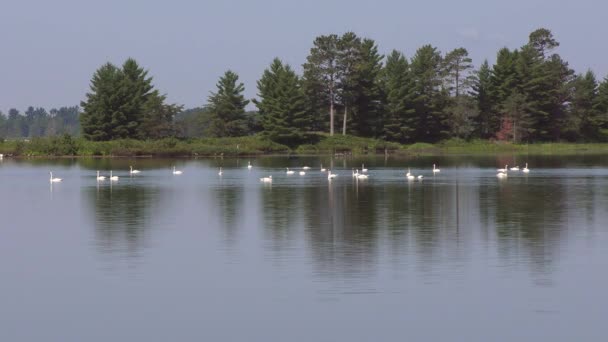 湖中有许多白天鹅 — 图库视频影像